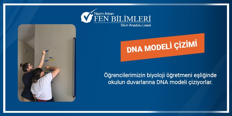 DNA MODELİ 