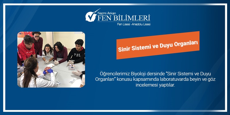 SİNİR SİSTEMİ VE DUYU ORGANLARI